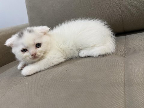 Anne altından scottish fold