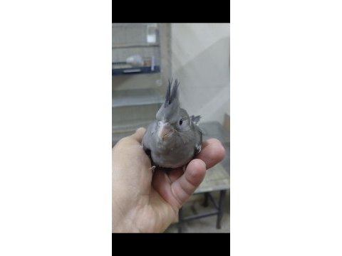 Ele alışık ısırma huyları olmayan whıte face sultanlar