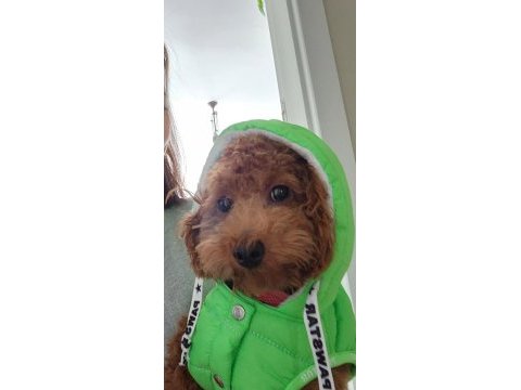 18 aylık dişi toy poodle