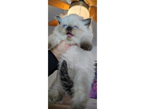 Çok tatlı minik panda british longhair