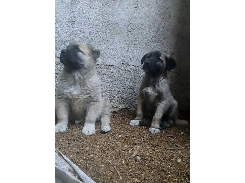Kaliteli kangal yavruları
