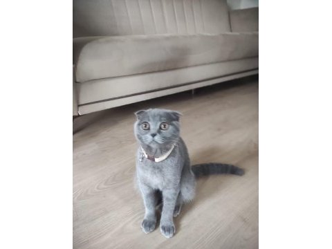 Scottish fold erkek 4 aylık