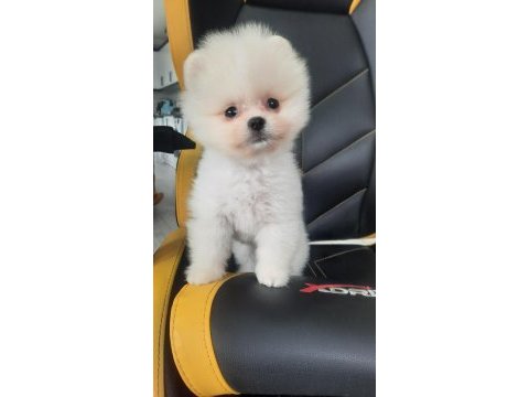 Minik teddy pomeranian bebeğim