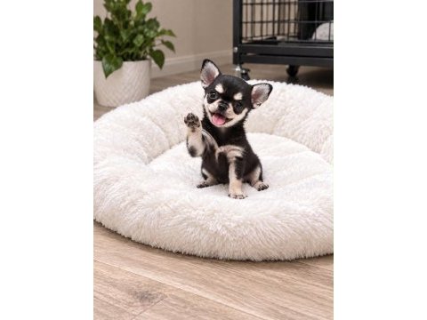 Micro mini chıhuahua