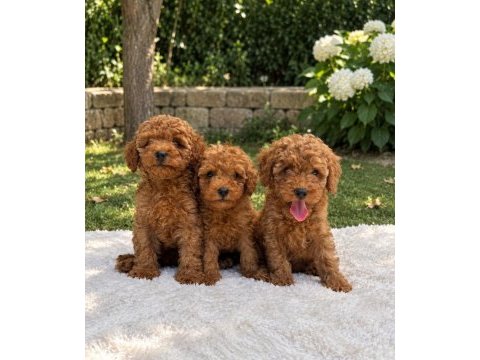 Türkiye geneli 81 ile gönderim toy poodle