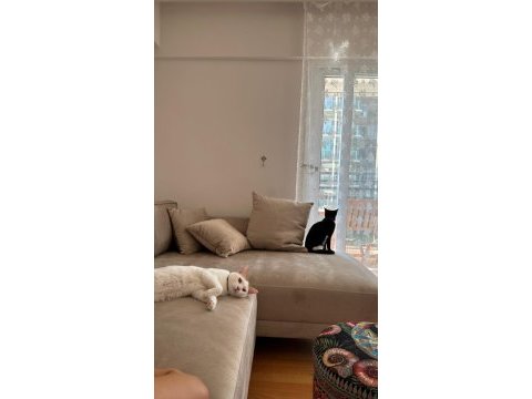 Alfa yeni yuvasını arayan kedimiz