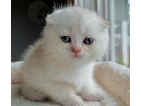 Top kafa pamuk minnoş scottish fold