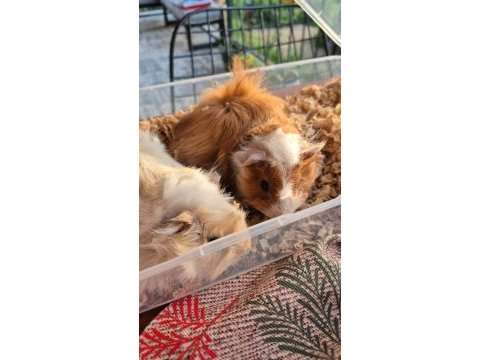 Çok güzel guinea pig yavrular