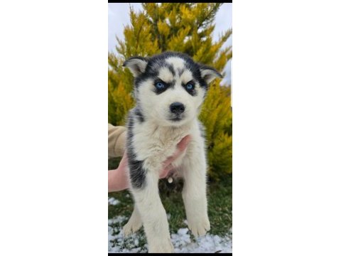 Maviş gözlü safkan husky minikler