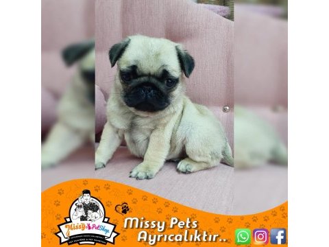 Pug mops gül kuyruk yavrularımız