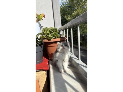 British shorthair bicolour