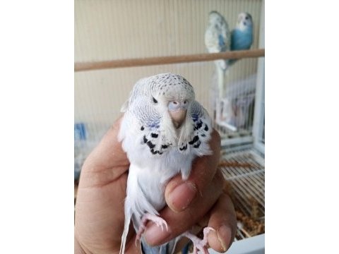 Muhabbet kuşu 40 günlük ve 2 aylık