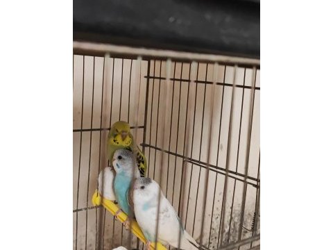 Uyguna yeni yeme düşmüş yavru muhabbet kuşları