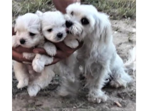 Sıfır beden terrier bebekler