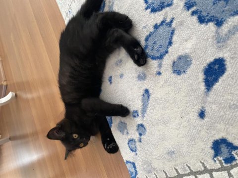 British short hair siyah kedi