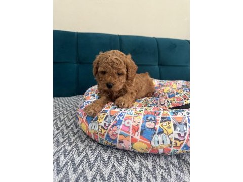 Toy poodle yavrular