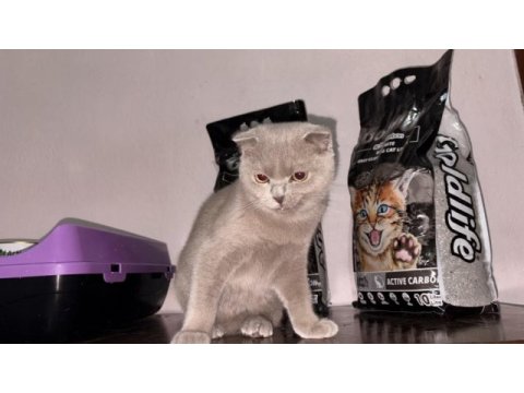 Sahiplendirilecek 4 aylık kedimiz scottish fold