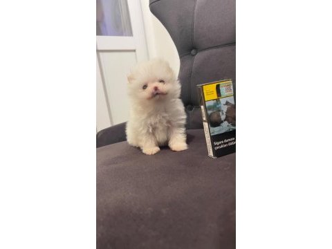 Kg garantili cep boy pomeranian yavrular max 2 kg