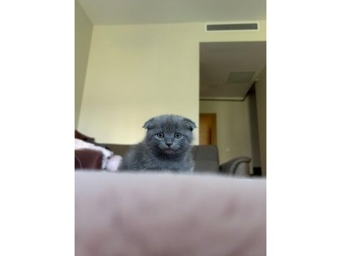 Dişi scottish fold