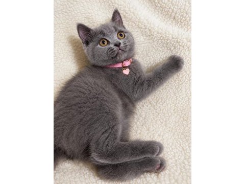 British shorthair sevımlı cocuklar gri senı beklıyo