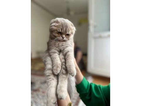 Scottish fold kedimize sıcak yuva arıyoruz
