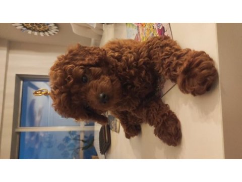 Dark red toy poodle