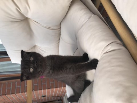 2 erkek bal küpü scottish fold yavrumuza yuva arıyoruz