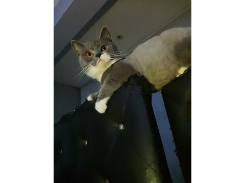 British shorthair bicolor