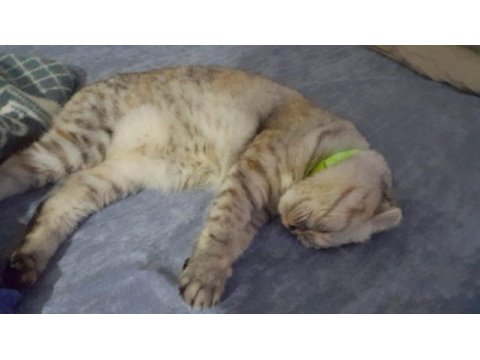 Scottish fold kızımıza damat arıyoruz