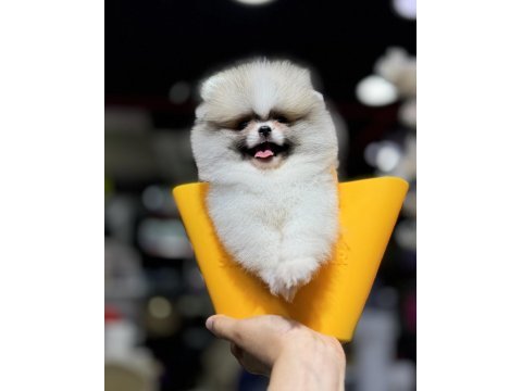 En özel renk pomeranian