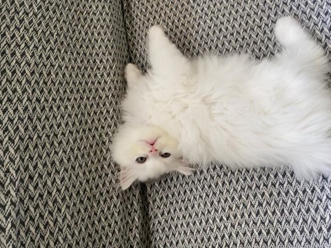 Beyaz british longhair