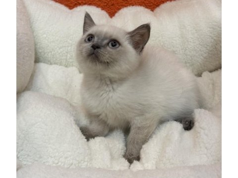British blue point ve british blue yavrular