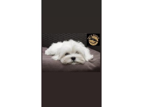 Maltese (malta) yavrumuz
