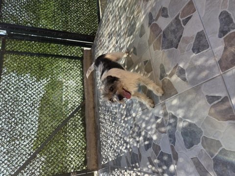 Barack terrier kırması 2 kardeş