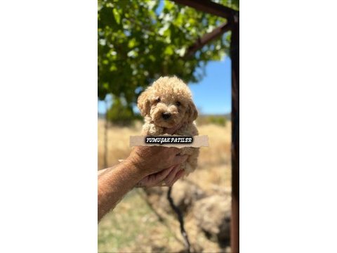 Toy poodle yavrusu kedimiz