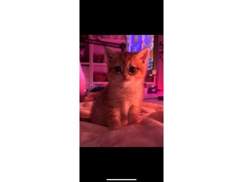 British shorthair yavrularımıza yuva arıyoruz