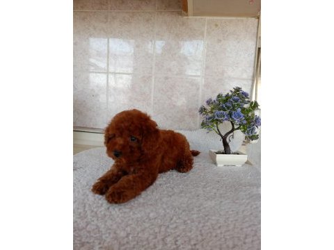 Red toy poodle erkek yavru