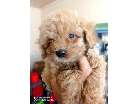 Maltipoo yavrular