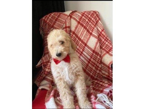 Labradoodle goldendoodle yavrular