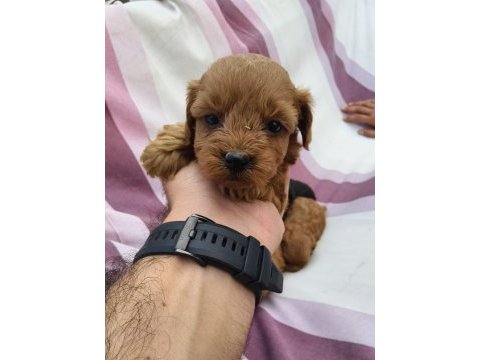 Teacup bebeklerimiz ırk ve sağlık garantili