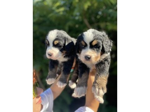 Mükemmel bernese dağ köpeği yavrular