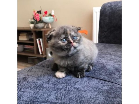 Scottish fold