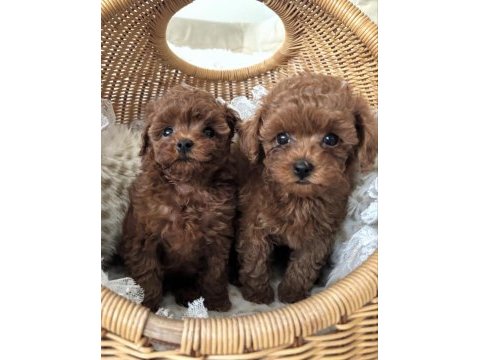 Show kalite toy poodle bebeklerim
