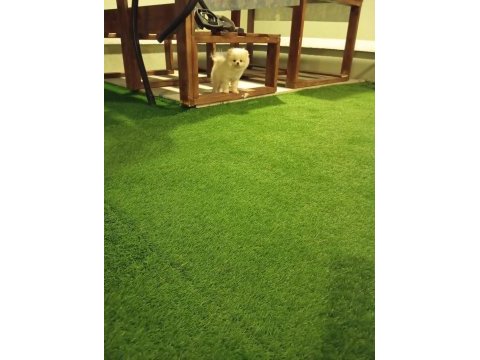 Pomeranian boo yavrularımız ırk garantili teslim