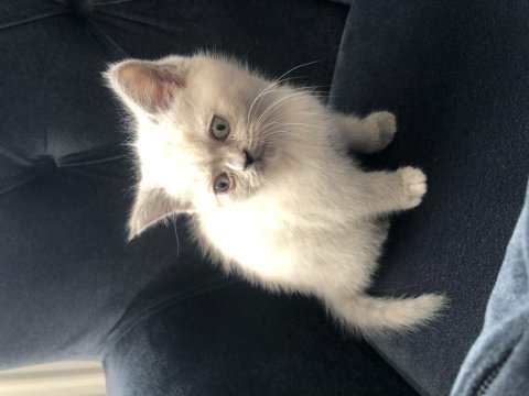 Boncuk göz british longhair
