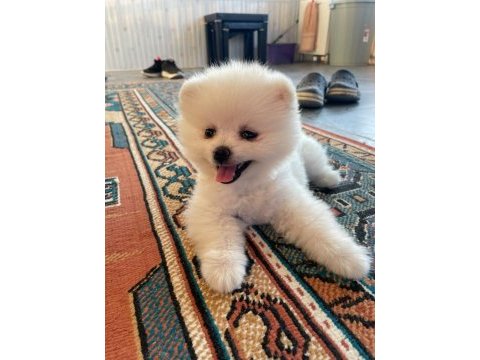Pomeranian 2 aylık