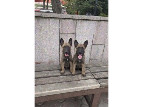 Safkan belçika malinois yavrular