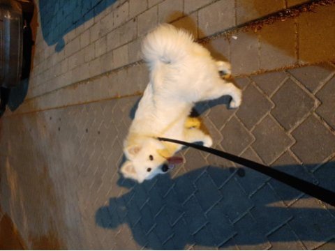 8 aylık erkek samoyed