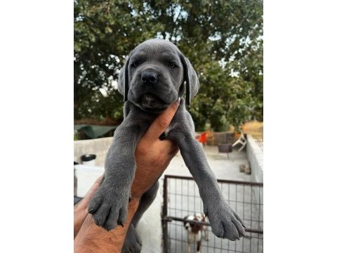 Şampiyon torunu cane corso yavrularım