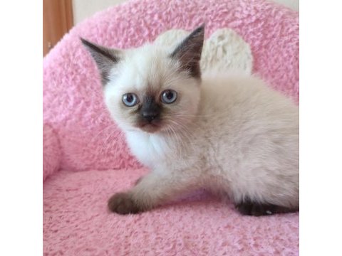 2 buçuk aylık british shorthair